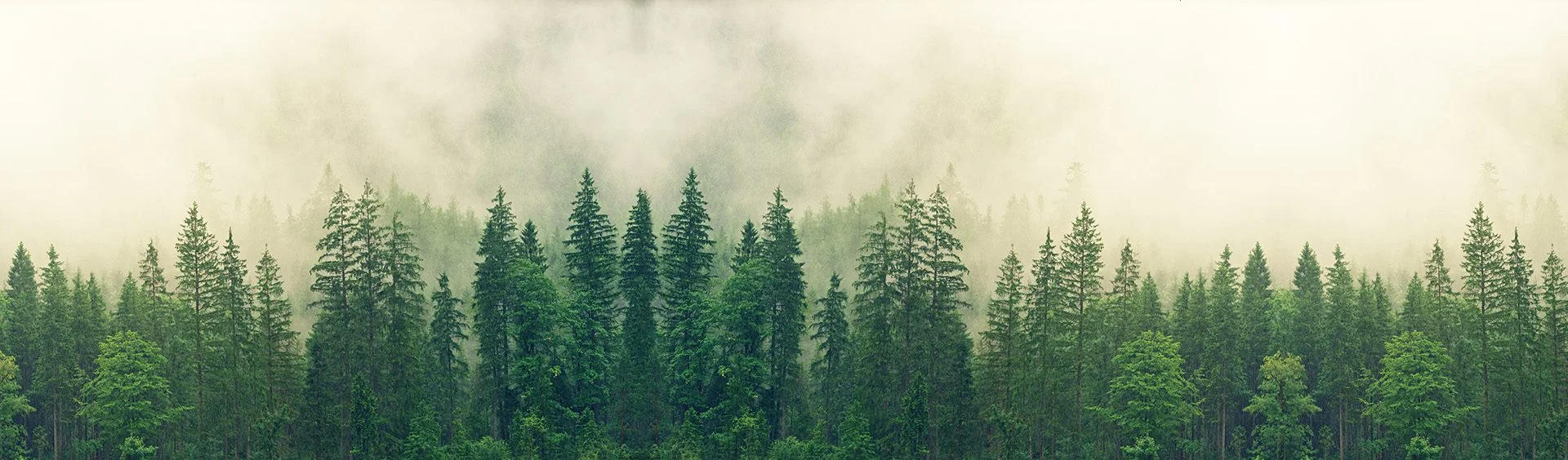 Skog med höga träd